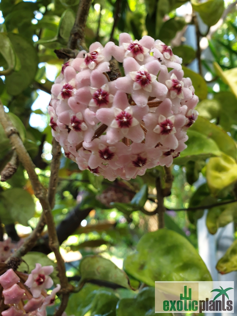 pflegeleichte Pflanze für das Wohnzimmer mit fantastischen Blüten Hoya carnosa Krinkle 8 im Ampeltopf wunderschöne hängende Zimmerpflanze ebenso Wachsblume oder Porzellanblume genannt 