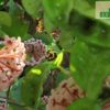 Hoya carnosa 'Krinkle 8' – Bild 3