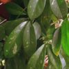 Hoya diversifolia