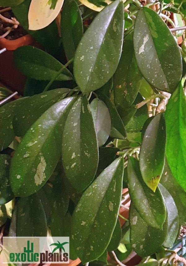 Hoya diversifolia