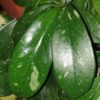 Hoya diversifolia – Bild 2