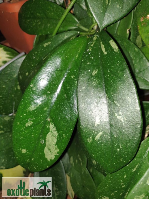 Hoya diversifolia – Bild 2