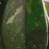 Hoya diversifolia – Bild 3