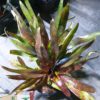 Neoregelia Hybride – Bild 4