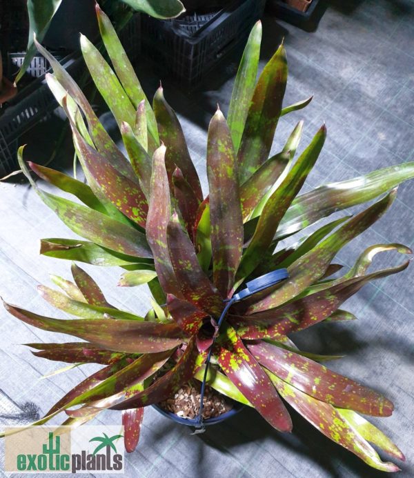 Neoregelia Hybride – Bild 4