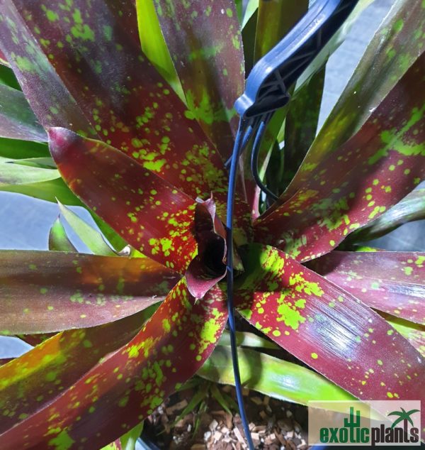 Neoregelia Hybride