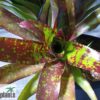 Neoregelia Hybride – Bild 2
