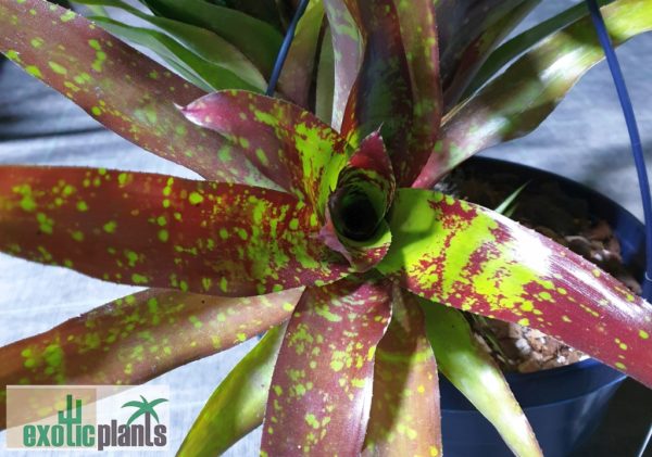 Neoregelia Hybride – Bild 2