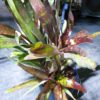 Neoregelia Hybride – Bild 3