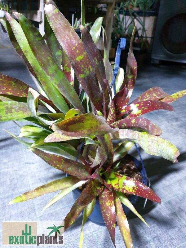 Neoregelia Hybride – Bild 3