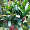 Neoregelia pauciflora