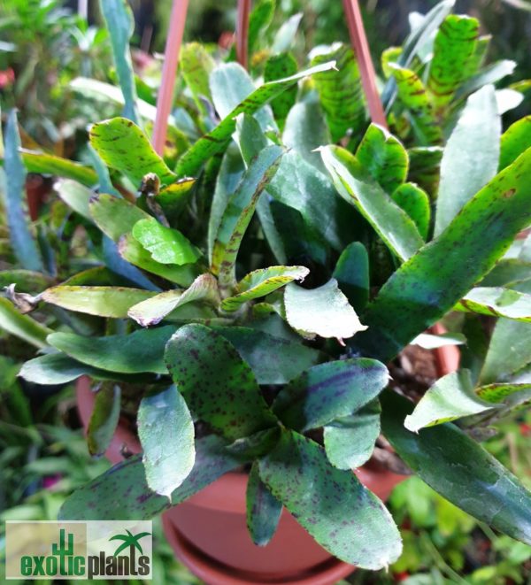 Neoregelia pauciflora (einzelner Trichter) – Bild 3
