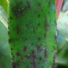 Neoregelia pauciflora – Bild 3