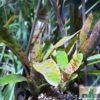 Neoregelia sp.