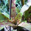 Neoregelia sp. – Bild 2