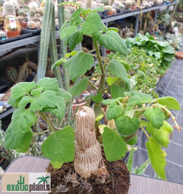 Plectranthus ernstii