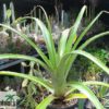 Puya sp. (Bolivien)