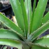 Puya sp. (Bolivien) – Bild 2