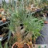Tylecodon wallichii – Bild 2