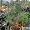 Tylecodon wallichii