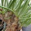Tylecodon wallichii – Bild 3