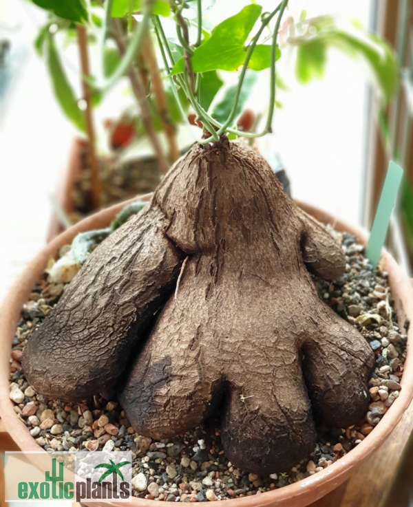 Dioscorea sylvatica