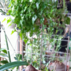 Dioscorea sylvatica – Bild 2