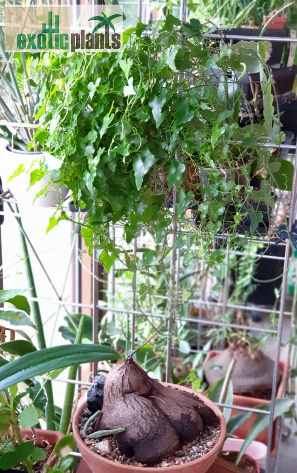 Dioscorea sylvatica – Bild 2