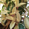 Hoya carnosa cv. 'Tricolor' syn. 'Krimson Queen'