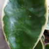 Hoya carnosa cv. 'Tricolor' syn. 'Krimson Queen' – Bild 2