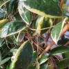 Hoya verticillata cv. 'albomarginata' – Bild 2