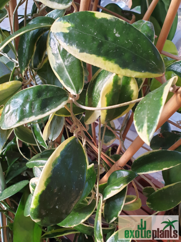 Hoya verticillata cv. 'albomarginata' – Bild 2