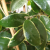 Hoya verticillata cv. 'albomarginata'
