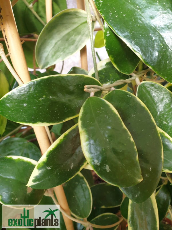 Hoya verticillata cv. 'albomarginata'