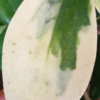 Hoya verticillata cv. 'albomarginata' – Bild 3