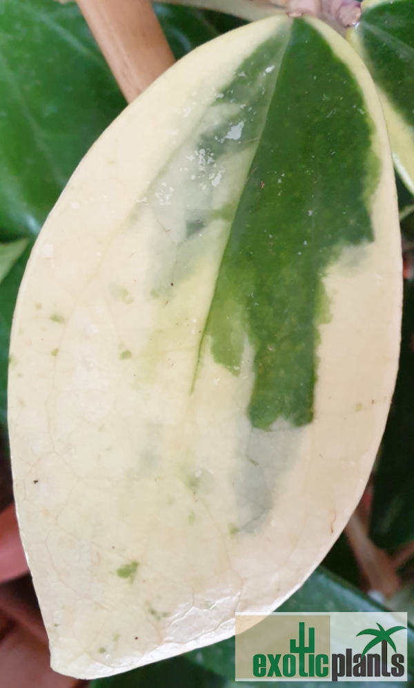 Hoya verticillata cv. 'albomarginata' – Bild 3