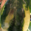 Hoya verticillata cv. 'albomarginata' – Bild 4