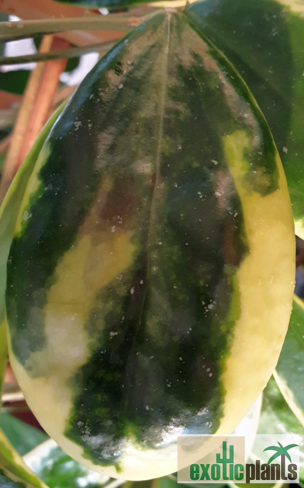 Hoya verticillata cv. 'albomarginata' – Bild 4