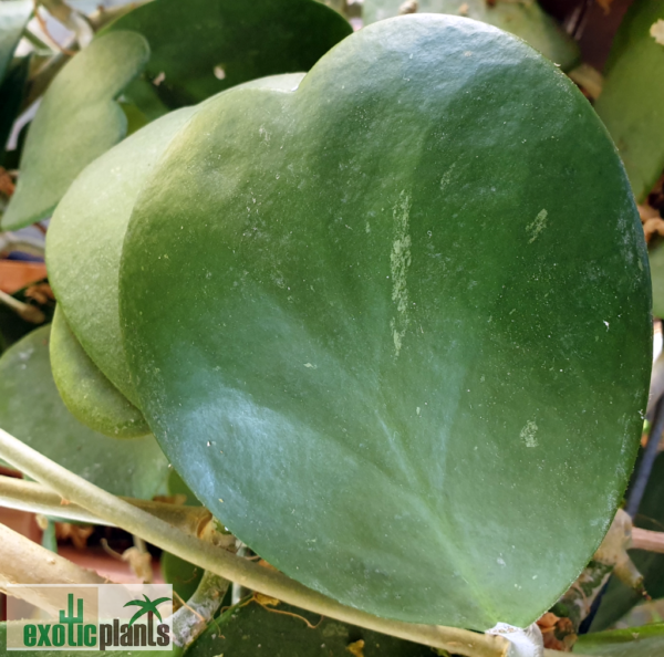 Hoya kerrii