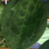 Hoya macrophylla – Bild 2