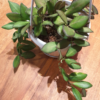 Hoya sp. aff. burtoniae syn. 'DS-70'