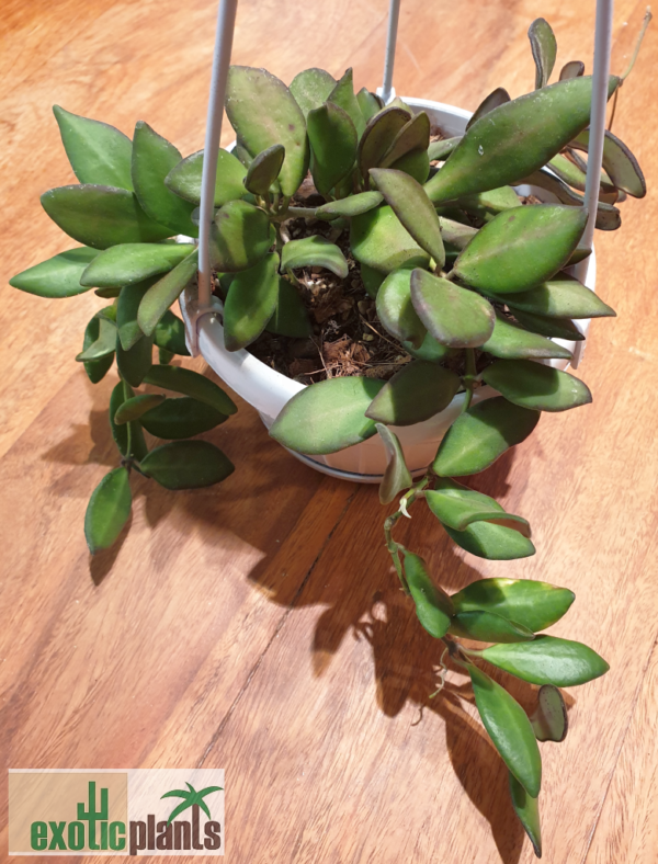 Hoya sp. aff. burtoniae syn. 'DS-70'
