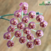 Hoya sp. aff. burtoniae syn. 'DS-70' – Bild 3