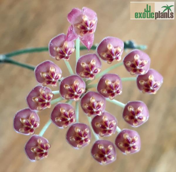 Hoya sp. aff. burtoniae syn. 'DS-70' – Bild 3