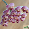 Hoya sp. aff. burtoniae syn. 'DS-70' – Bild 4