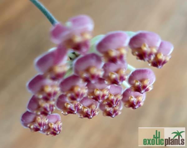 Hoya sp. aff. burtoniae syn. 'DS-70' – Bild 4