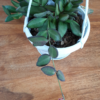 Hoya sp. aff. burtoniae syn. 'DS-70' – Bild 5