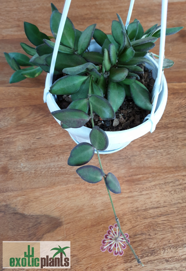 Hoya sp. aff. burtoniae syn. 'DS-70' – Bild 5