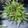 Neoregelia compacta f. variegata – Bild 2