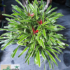 Neoregelia compacta f. variegata